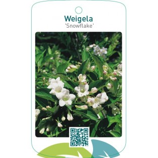 Weigela ‘Snowflake’