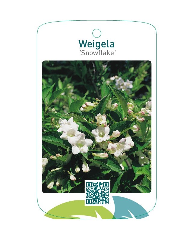 Weigela ‘Snowflake’