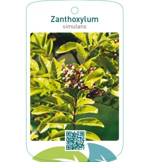 Zanthoxylum simulans