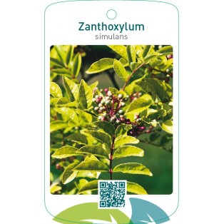 Zanthoxylum simulans
