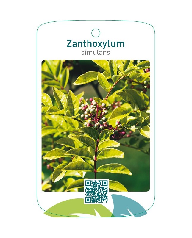 Zanthoxylum simulans