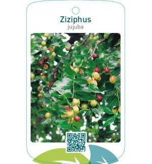 Ziziphus jujuba