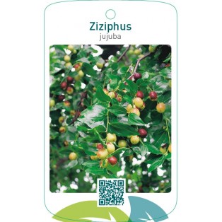 Ziziphus jujuba