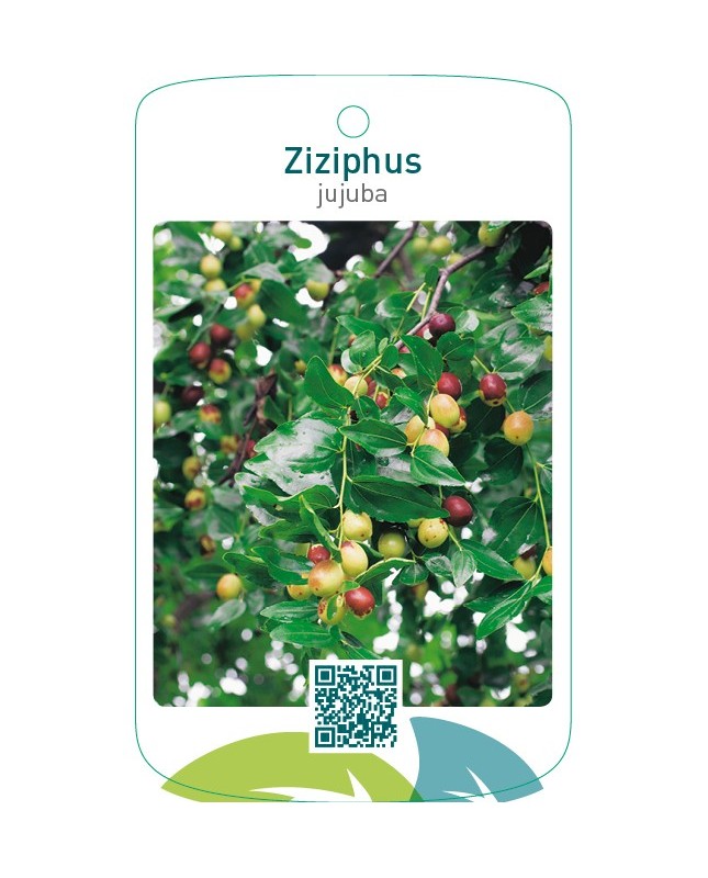 Ziziphus jujuba