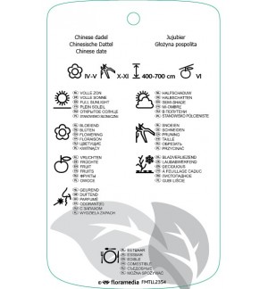 Etichette di Ziziphus jujuba *