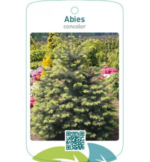 Abies concolor