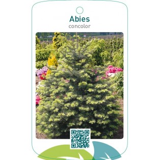 Abies concolor