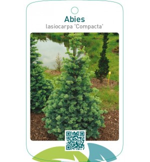 Abies lasiocarpa ‘Compacta’