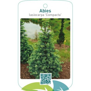 Abies lasiocarpa ‘Compacta’