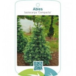 Abies lasiocarpa ‘Compacta’