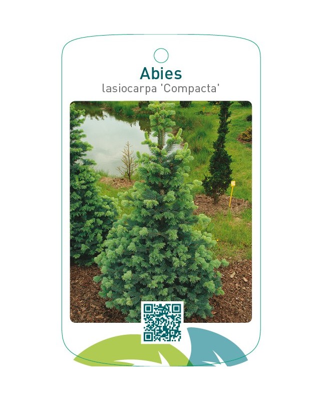 Abies lasiocarpa ‘Compacta’