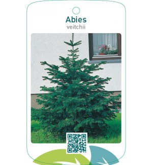 Abies veitchii