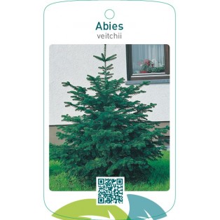 Abies veitchii