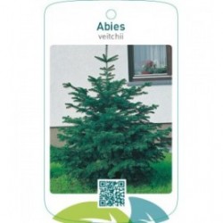 Abies veitchii