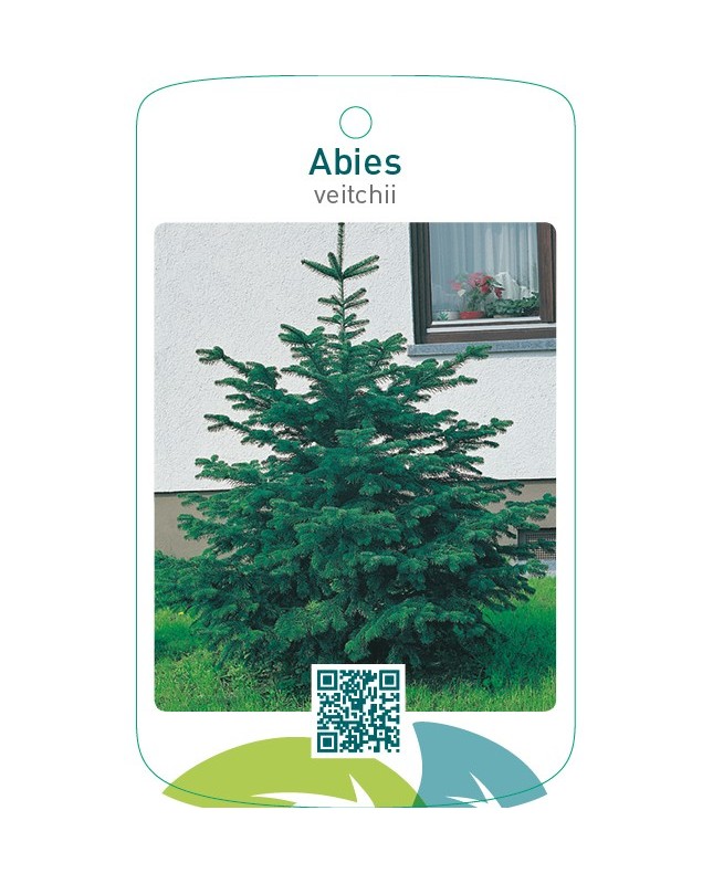 Abies veitchii