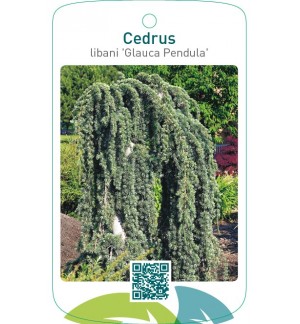 Cedrus libani ‘Glauca Pendula’