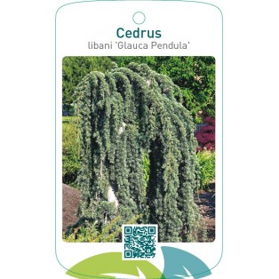 Cedrus libani ‘Glauca Pendula’