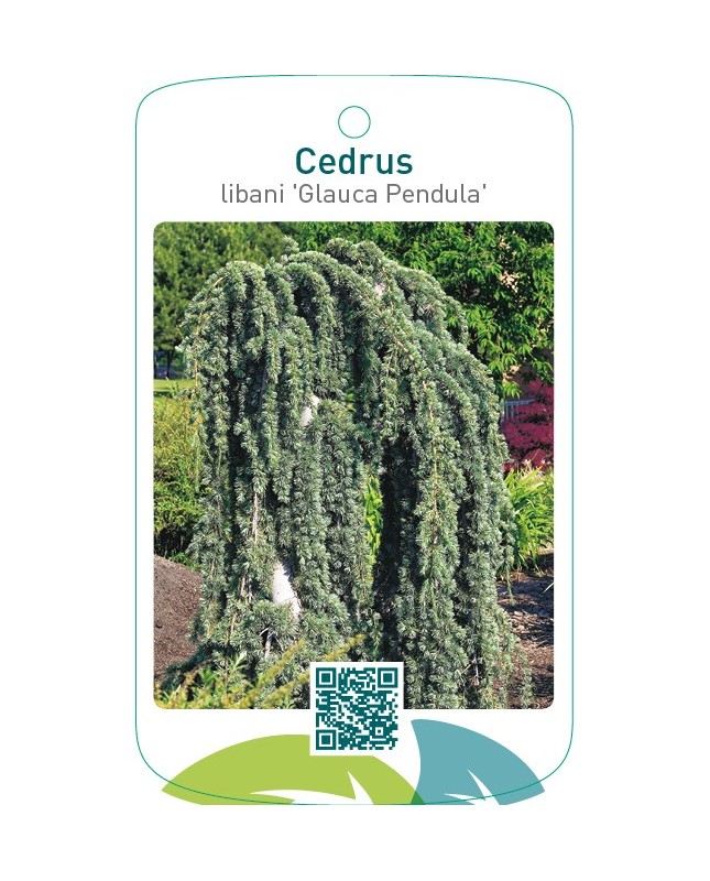 Cedrus libani ‘Glauca Pendula’
