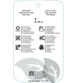 Etichette di Cedrus libani ‘Glauca Pendula’ *