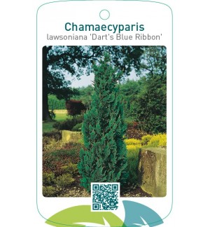 Chamaecyparis lawsoniana ‘Dart’s Blue Ribbon’