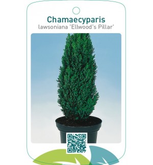 Chamaecyparis lawsoniana ‘Ellwood’s Pillar’