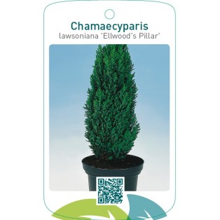 Chamaecyparis lawsoniana ‘Ellwood’s Pillar’