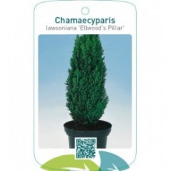 Chamaecyparis lawsoniana ‘Ellwood’s Pillar’