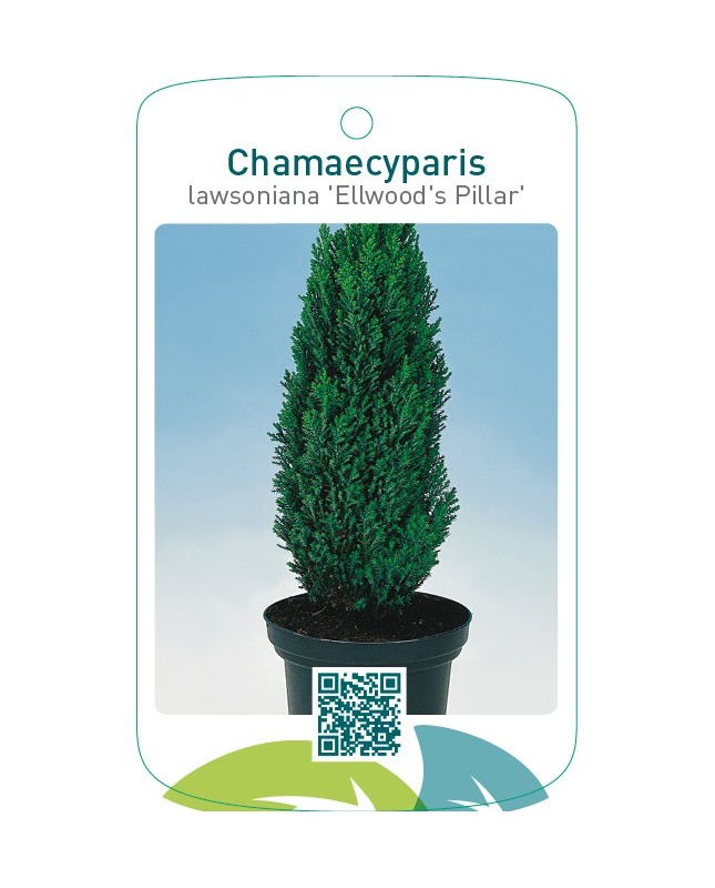 Chamaecyparis lawsoniana ‘Ellwood’s Pillar’