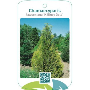 Chamaecyparis lawsoniana ‘Killiney Gold’