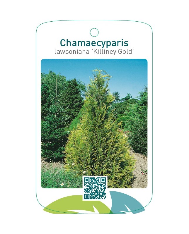Chamaecyparis lawsoniana ‘Killiney Gold’
