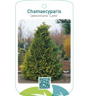 Chamaecyparis lawsoniana ‘Lane’
