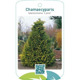 Chamaecyparis lawsoniana ‘Lane’