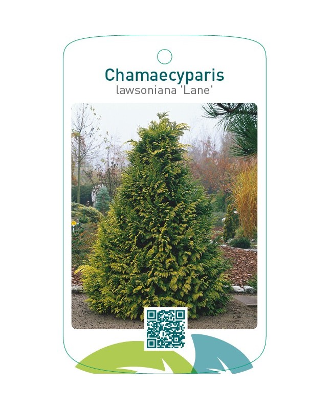 Chamaecyparis lawsoniana ‘Lane’