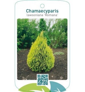 Chamaecyparis lawsoniana ‘Romana’