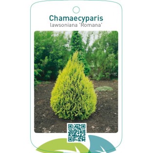 Chamaecyparis lawsoniana ‘Romana’