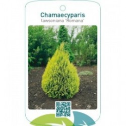Chamaecyparis lawsoniana ‘Romana’