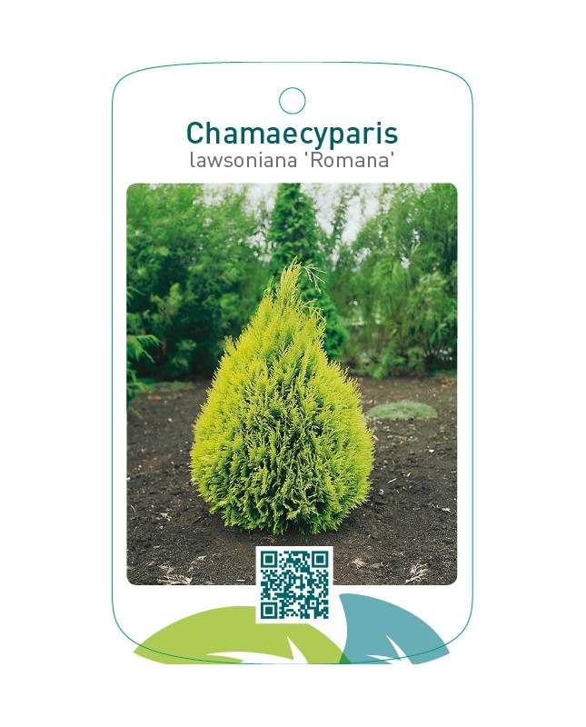 Chamaecyparis lawsoniana ‘Romana’