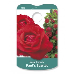 Paul's Scarlet