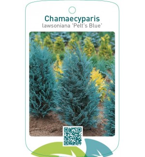 Chamaecyparis lawsoniana ‘Pelt’s Blue’