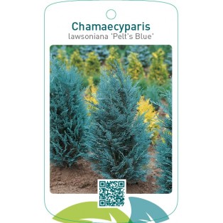 Chamaecyparis lawsoniana ‘Pelt’s Blue’