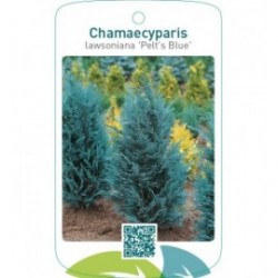Chamaecyparis lawsoniana ‘Pelt’s Blue’