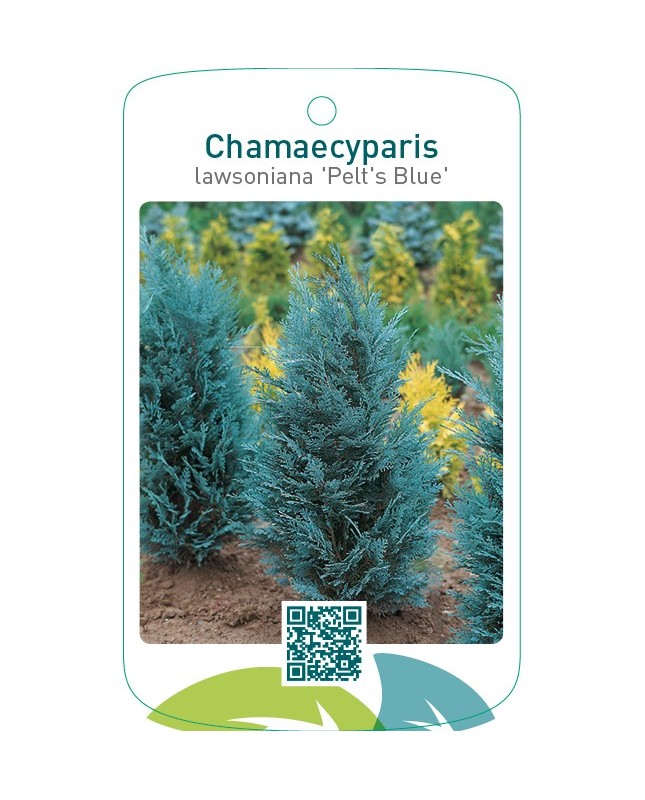Chamaecyparis lawsoniana ‘Pelt’s Blue’