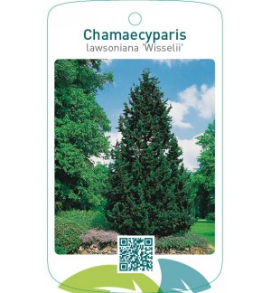 Chamaecyparis lawsoniana ‘Wisselii’