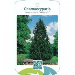 Chamaecyparis lawsoniana ‘Wisselii’