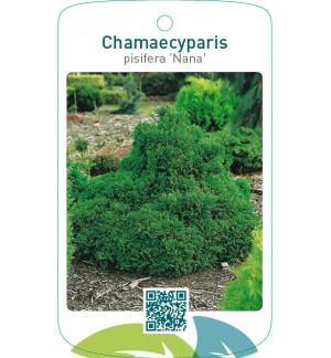 Chamaecyparis pisifera ‘Nana’