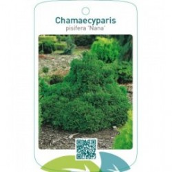 Chamaecyparis pisifera ‘Nana’