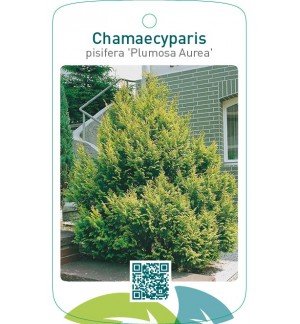 Chamaecyparis pisifera ‘Plumosa Aurea’