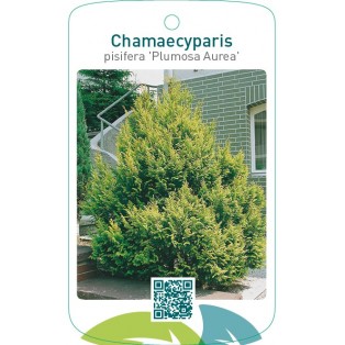 Chamaecyparis pisifera ‘Plumosa Aurea’