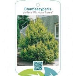 Chamaecyparis pisifera ‘Plumosa Aurea’