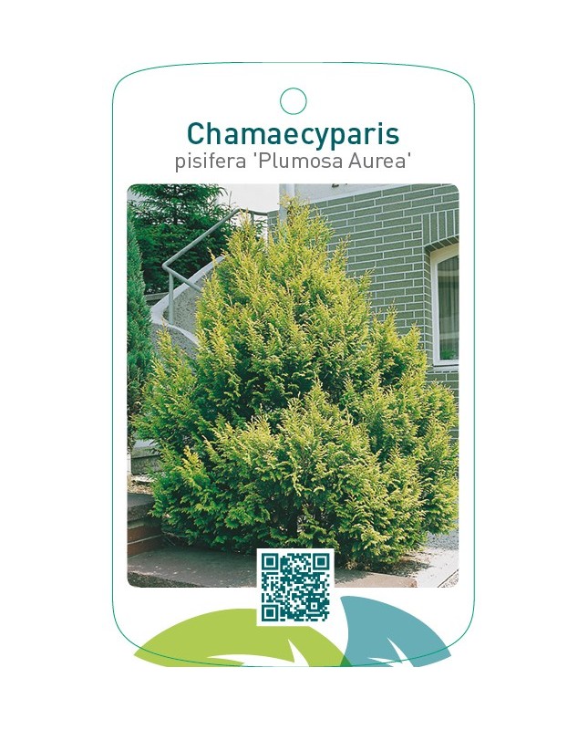 Chamaecyparis pisifera ‘Plumosa Aurea’